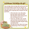 Lá Phan Tả Diệp Khô Tự Nhiên – Thảo Dược Nhuận Tràng, Thanh Lọc Cơ Thể & Hỗ Trợ Tiêu Hóa Hiệu Quả