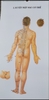 Tranh Châm Cứu Giải Phẩu Thực Dụng