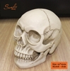 hl608-dau-lau-vip-19-15cm