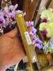 Nhang Không Tăm Nepal_Paljor Healing_14cm_hộp 5 Ống_14 Cây/Ống