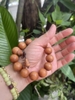 Chuỗi Tay Gỗ Hoàng Đàn 18 Ly-44gr-