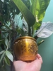 Lư Bầu Trung Cắm Nhang Hoặc Cúng Khói11x14,5