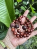 Chuỗi Tay Tử Đàn Kết Hợp Hạt Bạch Ngọc Trai Khắc Thần Chú ommani 12 ly-15 gr!