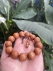 Chuỗi Tay Gỗ Hoàng Đàn 18 Ly-44gr-