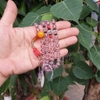 Chuỗi Đá Topaz Ngũ Sắc_6ly_108 hạt