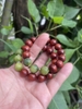 Chuỗi Tay Tử Đàn Kết Hợp Hạt Bạch Ngọc Trai Khắc Thần Chú ommani 12 ly-15 gr!