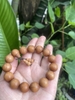 Chuỗi Gỗ Tay Hoàng Đàn Kết Hợp Bạch Ngọc Trai Khắc OmMaNi-12 ly-19 gr