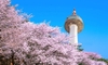 HÀN QUỐC MÙA HOA ANH ĐÀO 5 NGÀY 4 ĐÊM: SEOUL – EVERLAND – NAMI