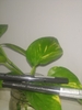 ke-mat-nuoc-innisfree-powerproof-pen-liner