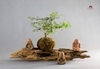 Tiểu Cảnh Thiền MN0083