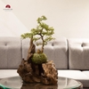 TIỂU CẢNH MN0426