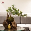 TIỂU CẢNH MN0426