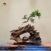 TIỂU CẢNH MN0457