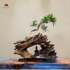 TIỂU CẢNH MN0457