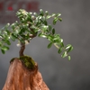TIỂU CẢNH MN0617