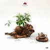 TIỂU CẢNH THIỀN ĐINH HƯƠNG TCAN08