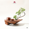 TIỂU CẢNH THIỀN VÀNG TÂM TCAN10