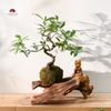 TIỂU CẢNH MN0603