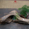 TIỂU CẢNH THIỀN NGỌC AM TCAN13