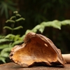 BÁT LŨA NGỌC AM BAT18