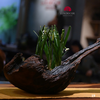 TIỂU CẢNH THIỀN TCAN19