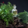 Tiểu Cảnh Thiền MN0063