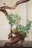 TIỂU CẢNH THIỀN MN0787