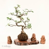 TIỂU CẢNH THIỀN MN0815