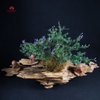 Tiểu Cảnh Thiền MN0082