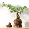 TIỂU CẢNH MN0607