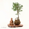 TIỂU CẢNH THIỀN MN0815