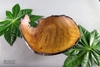 BÁT LŨA BO0109