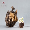 Đèn lũa Song Sụ LA0018