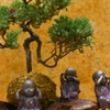 TIỂU CẢNH THIỀN MN0838