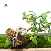 TIỂU CẢNH THIỀN MN0755