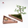 TIỂU CẢNH THIỀN MN0758
