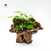TIỂU CẢNH THIỀN MN0759