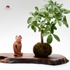 TIỂU CẢNH THIỀN MN0762
