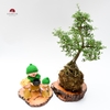 TIỂU CẢNH THIỀN MN0767