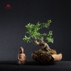 Tiểu cảnh Thiền MN0080