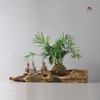 Tiểu Cảnh Thiền MN0101