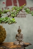 TIỂU CẢNH THIỀN MN0249