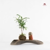 Tiểu Cảnh Thiền MN0074