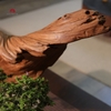 TIỂU CẢNH THIỀN MN0845