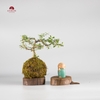 CÂY NGỌC RÊU KOKEDAMA 001