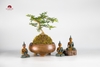 CÂY NGỌC RÊU KOKEDAMA CNR003