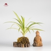 CÂY NGỌC RÊU KOKEDAMA CNR008