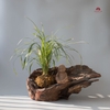 Tiểu Cảnh Thiền Lim  MN0013