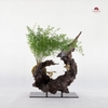 Tiểu cảnh thiền MN0020