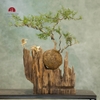 TIỂU CẢNH THIỀN MN0227